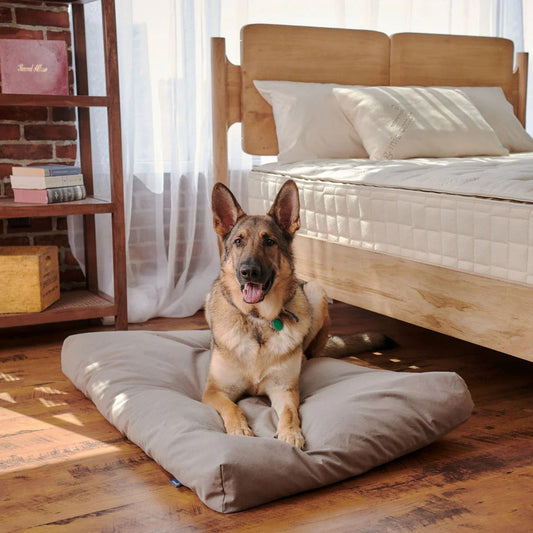 Organisches Latex-Hundebett mit wasserdichter Abdeckung